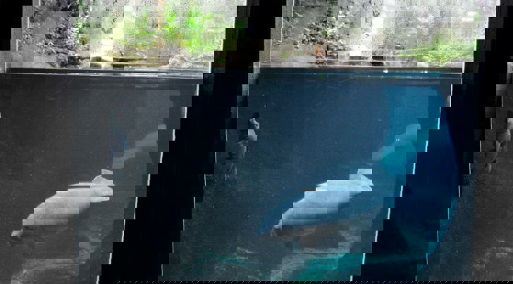 Insatech Odense Zoo Søko 16 9